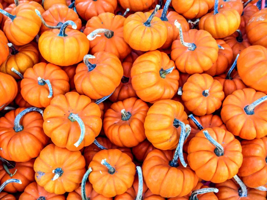 Autumn update pumpkins